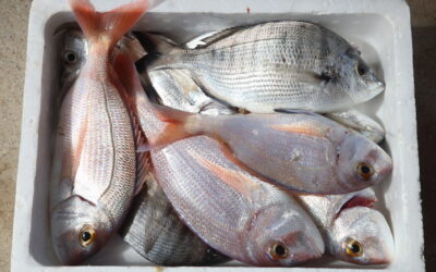 GANADORES XXXI CONCURSO PESCA CHAMBEL