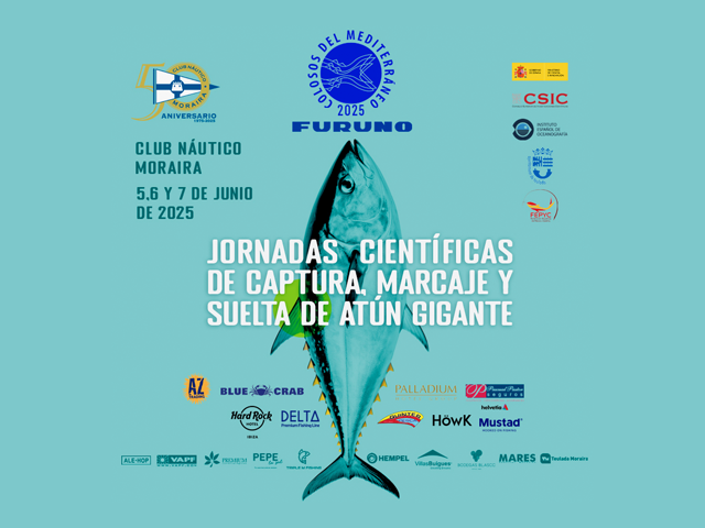 El Club Náutico Moraira y el Instituto Español de Oceanografía organizan las jornadas científicas “Colosos del Mediterráneo 2025” para el marcaje y suelta de atún rojo